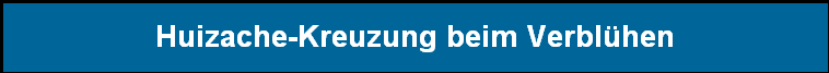 Huizache-Kreuzung beim Verbl�hen