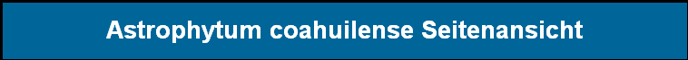 Astrophytum coahuilense Seitenansicht
