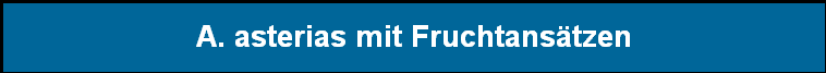 A. asterias mit Fruchtans�tzen