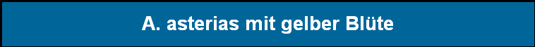A. asterias mit gelber Bl�te