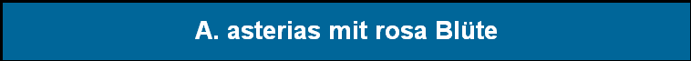 A. asterias mit rosa Bl�te