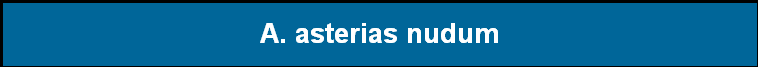 A. asterias nudum