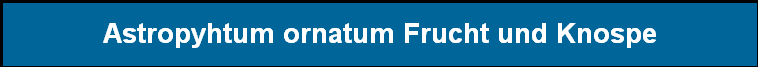 Astropyhtum ornatum Frucht und Knospe