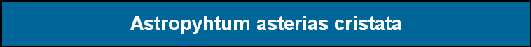 Astropyhtum asterias cristata