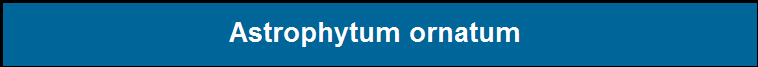Astrophytum ornatum 