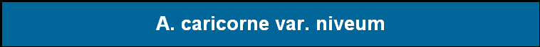 A. caricorne var. niveum