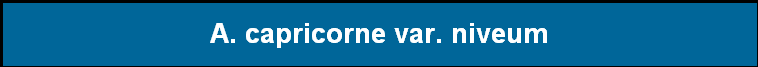 A. capricorne var. niveum