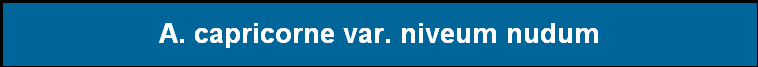A. capricorne var. niveum nudum