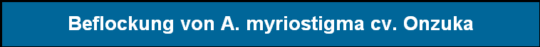 Beflockung von A. myriostigma cv. Onzuka