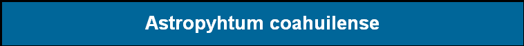 Astropyhtum coahuilense