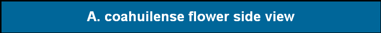 A. coahuilense flower side view