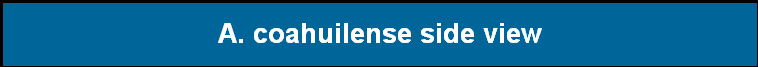 A. coahuilense side view
