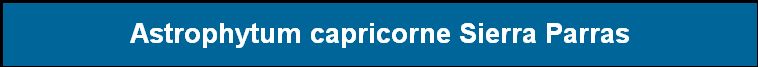 Astrophytum capricorne Sierra Parras
