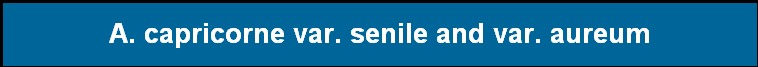 A. capricorne var. senile and var. aureum