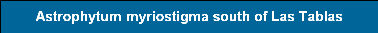 Astrophytum myriostigma south of Las Tablas